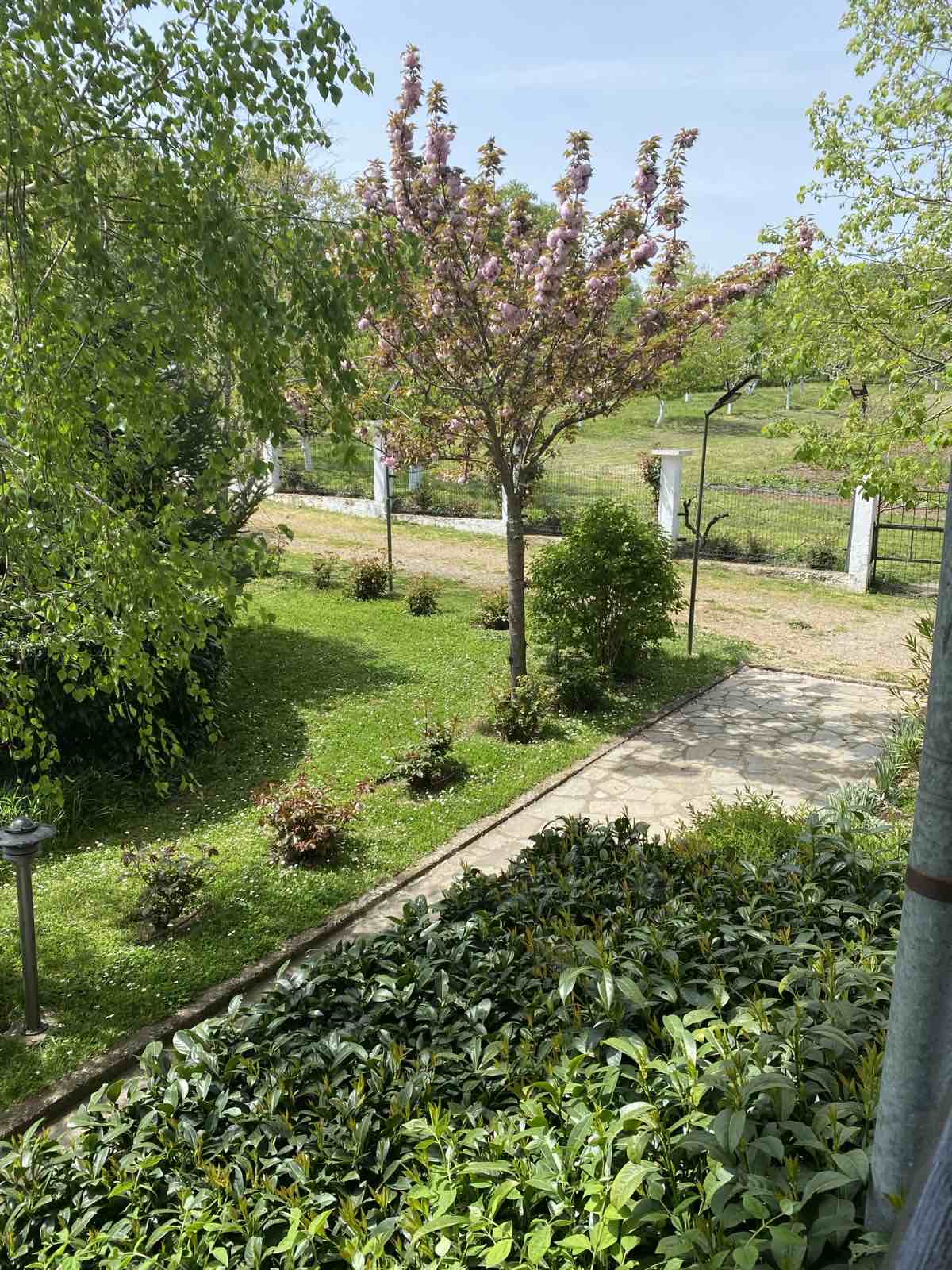 Green garden path at Chiflika